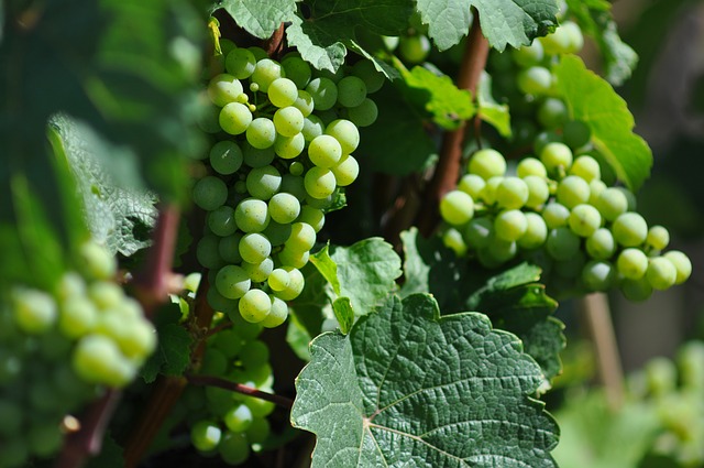 ripening grapes on the vine